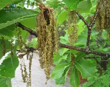 开云体育登录-??馛1??鱛|i凹?G7鄟?226竎'詝e?栎?蚩6犲|睻巅的简单介绍